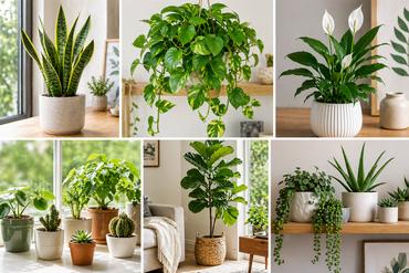 Test Article, Image and Content