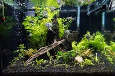 How To Implement College Board Pre-SAT Programs